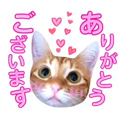[LINEスタンプ] ねこすた・茶トラ猫バージョン