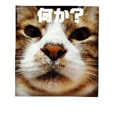 [LINEスタンプ] チビ太とその他