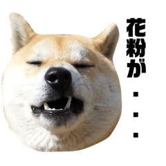 [LINEスタンプ] 柴犬まろ③写真文字入り