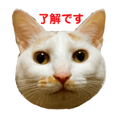 [LINEスタンプ] マロスタンプ2
