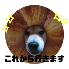[LINEスタンプ] 柴犬チャモ2