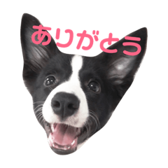 [LINEスタンプ] ボーダーコリー クロ