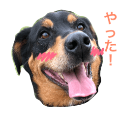 [LINEスタンプ] ワタシの相棒ちゃんず