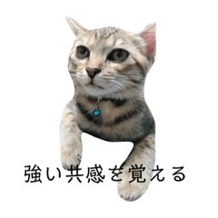 [LINEスタンプ] お返事ねこ[キナコ]