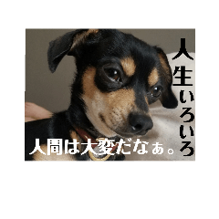 [LINEスタンプ] 犬と書いてけん。②