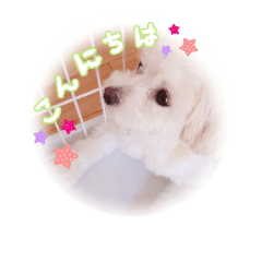 [LINEスタンプ] コロの日常スタンプ2