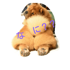 [LINEスタンプ] チャウ日和