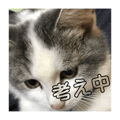 [LINEスタンプ] 可愛い〜