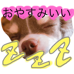 [LINEスタンプ] 日常会話 実写のチワワのごもく