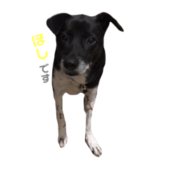 [LINEスタンプ] 白黒犬ほし