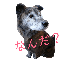 [LINEスタンプ] 実家の愛犬♡