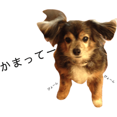 [LINEスタンプ] ミックス犬ちょこの日常