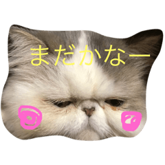 あかてまひま家族写真