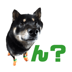 [LINEスタンプ] 黒柴さん、ときどき和猫さん