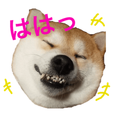 [LINEスタンプ] 柴犬のうめりんちゃん♡