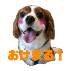 [LINEスタンプ] 愛犬ジョイの日常