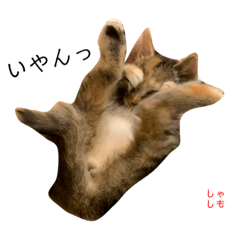 [LINEスタンプ] 黒田ししゃも