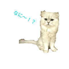 [LINEスタンプ] フサネコ3