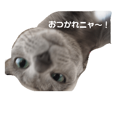 [LINEスタンプ] かなちゃん家のお猫さま No.2