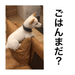 [LINEスタンプ] 柴犬 福 桃 2