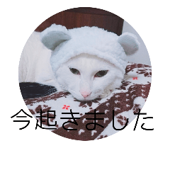 [LINEスタンプ] my cat shiro