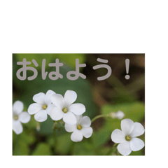 [LINEスタンプ] 10月の野の花の画像（メイン）