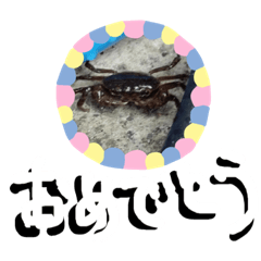 あの日の蟹
