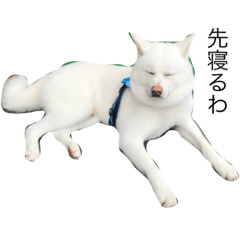 [LINEスタンプ] 秋田犬こてつ君（日常編）