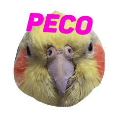 [LINEスタンプ] ペコ婆ちゃん(オカメインコ)2