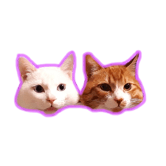 [LINEスタンプ] しろ＆とら