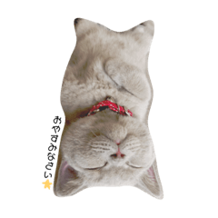 [LINEスタンプ] 坂本家のこたろースタンプ