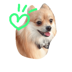[LINEスタンプ] ポメラニアン♡で感情♡