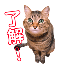 ちゃくてぃろ