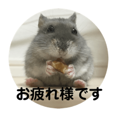 [LINEスタンプ] うちのはむちゃん