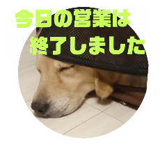 [LINEスタンプ] 今日のゴールデンわんちゃん