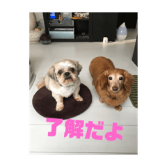 [LINEスタンプ] ちゅらはなスタンプ