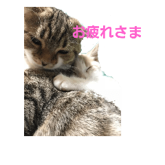 [LINEスタンプ] まーにゃ