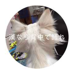 [LINEスタンプ] ましゅたんぐ6