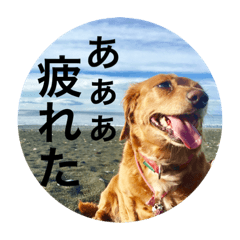 [LINEスタンプ] ダックスフンド 日常編