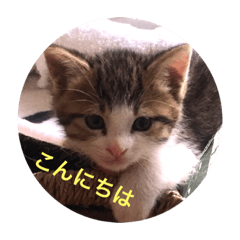[LINEスタンプ] わが家のこうさん
