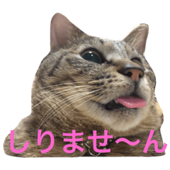 [LINEスタンプ] ベロネコこてん使えるメッセージスタンプ1
