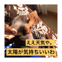 [LINEスタンプ] ぷろたん