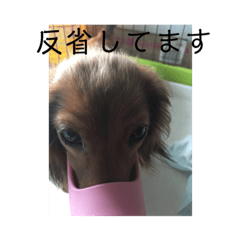 [LINEスタンプ] こぐとひぐの会話スタンプ