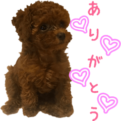 [LINEスタンプ] こむぎ！