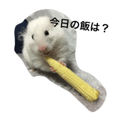 [LINEスタンプ] 今日のけだま
