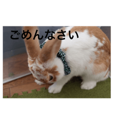 [LINEスタンプ] きなこさんスタンプ