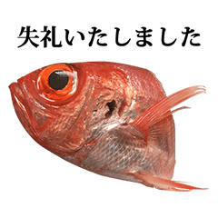 [LINEスタンプ] 金目鯛 と 敬語