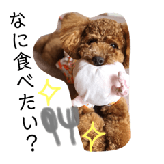 [LINEスタンプ] トイプーうめちゃんの日常挨拶