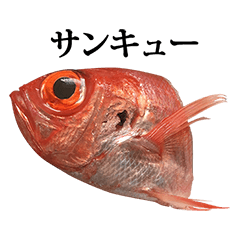 [LINEスタンプ] 金目鯛 と 言葉