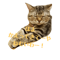 [LINEスタンプ] はくたんのすたんぷちゃとらねこ